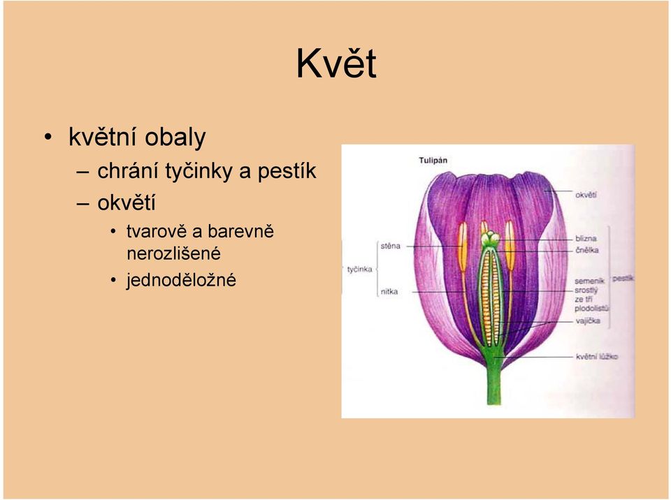 pestík okvětí tvarově