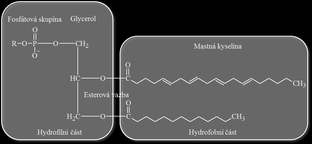 Téma A teoretická část Obrázek 13: Strukturní komponenty buněčné membrány [28]. Lipidy jsou hlavní součástí fosfolipidové dvojvrstvy buněčné membrány (Obrázek 14).