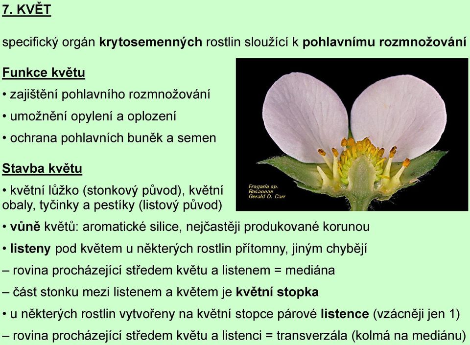 produkované korunou listeny pod květem u některých rostlin přítomny, jiným chybějí rovina procházející středem květu a listenem = mediána část stonku mezi listenem a