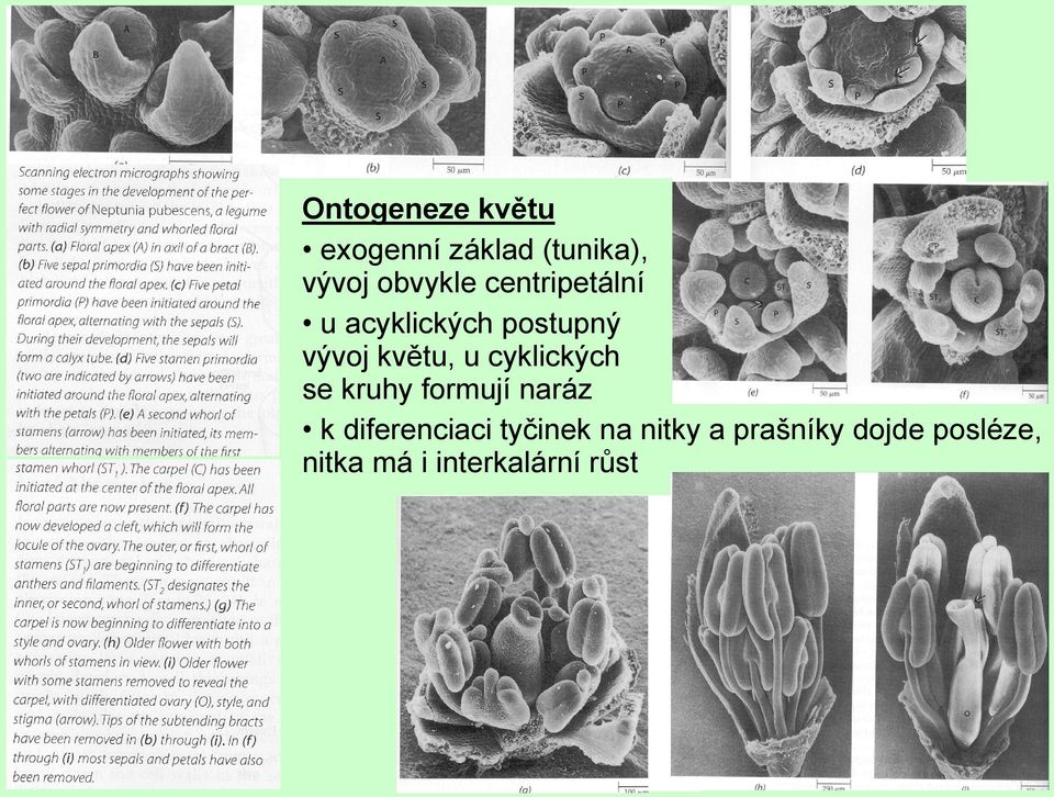 cyklických se kruhy formují naráz k diferenciaci tyčinek