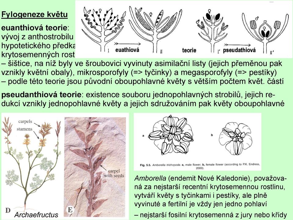 částí pseudanthiová teorie: existence souboru jednopohlavných strobilů, jejich redukcí vznikly jednopohlavné květy a jejich sdružováním pak květy oboupohlavné Archaefructus Amborella