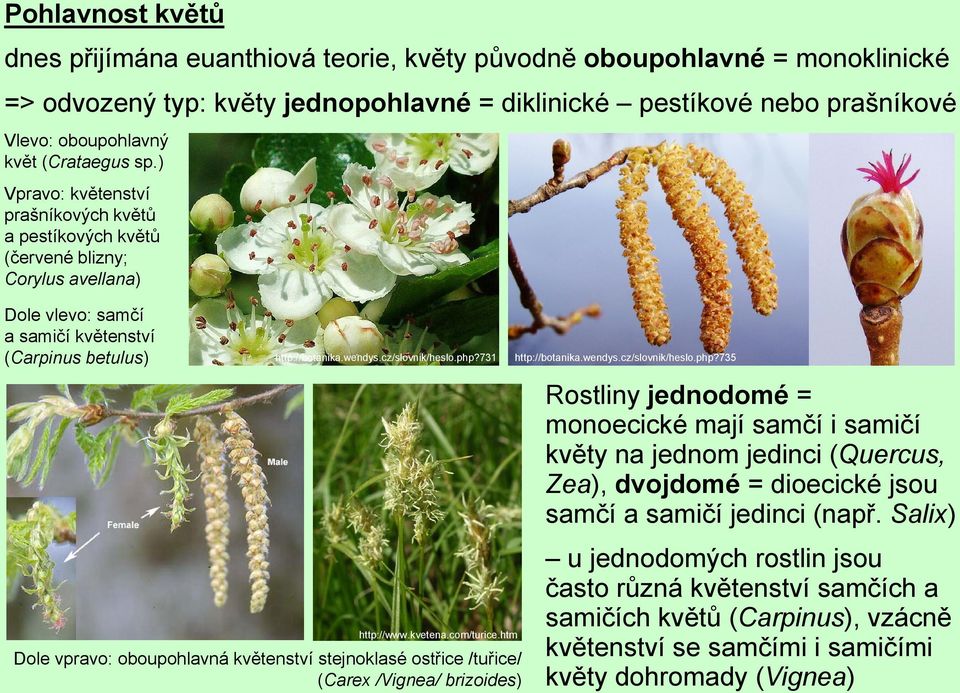 cz/slovnik/heslo.php?731 http://www.kvetena.com/turice.htm Dole vpravo: oboupohlavná květenství stejnoklasé ostřice /tuřice/ (Carex /Vignea/ brizoides) http://botanika.wendys.cz/slovnik/heslo.php?735 Rostliny jednodomé = monoecické mají samčí i samičí květy na jednom jedinci (Quercus, Zea), dvojdomé = dioecické jsou samčí a samičí jedinci (např.