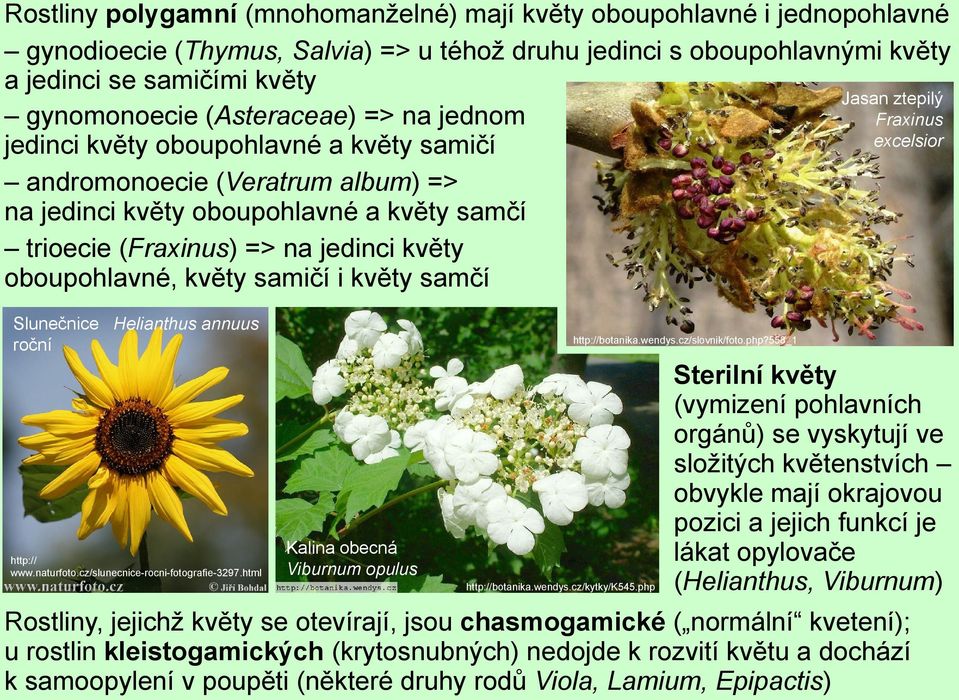 květy samičí i květy samčí Slunečnice Helianthus annuus roční http:// www.naturfoto.cz/slunecnice-rocni-fotografie-3297.html Kalina obecná Viburnum opulus http://botanika.wendys.cz/kytky/k545.