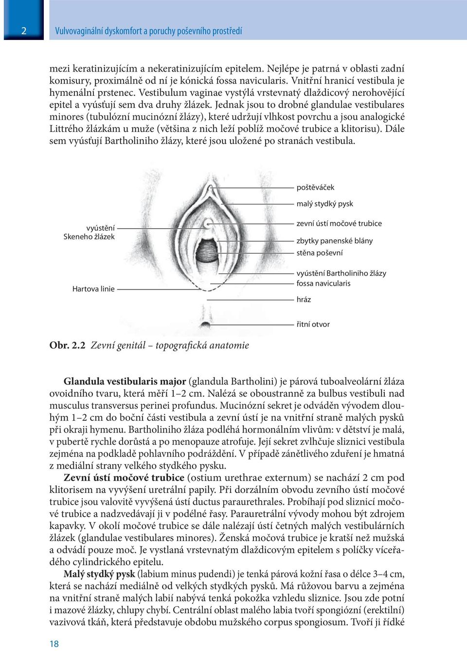 Jednak jsou to drobné glandulae vestibulares minores (tubulózní mucinózní žlázy), které udržují vlhkost povrchu a jsou analogické Littrého žlázkám u muže (většina z nich leží poblíž močové trubice a