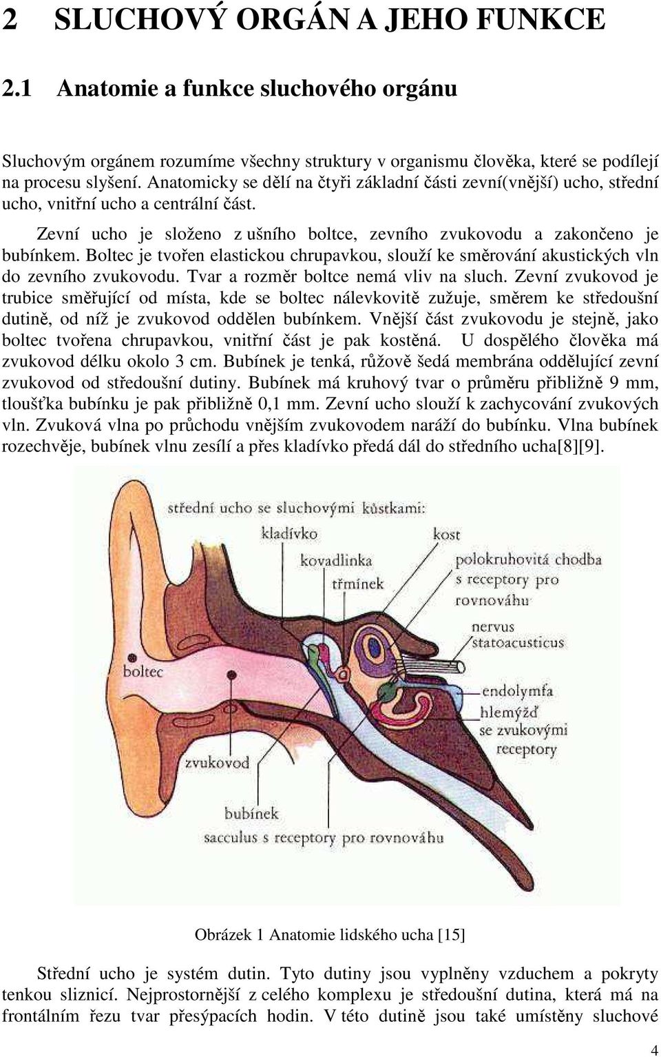 Boltec je tvořen elastickou chrupavkou, slouží ke směrování akustických vln do zevního zvukovodu. Tvar a rozměr boltce nemá vliv na sluch.