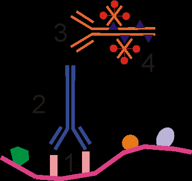 Obrázek č. 14: Avidin-biotin-peroxidázová metoda [2013-01.19]. <http://www.oncoprof.net/generale2000/g04_diagnostic/histologie/techniquetexte/dg_gb_ap_tech06.html>.