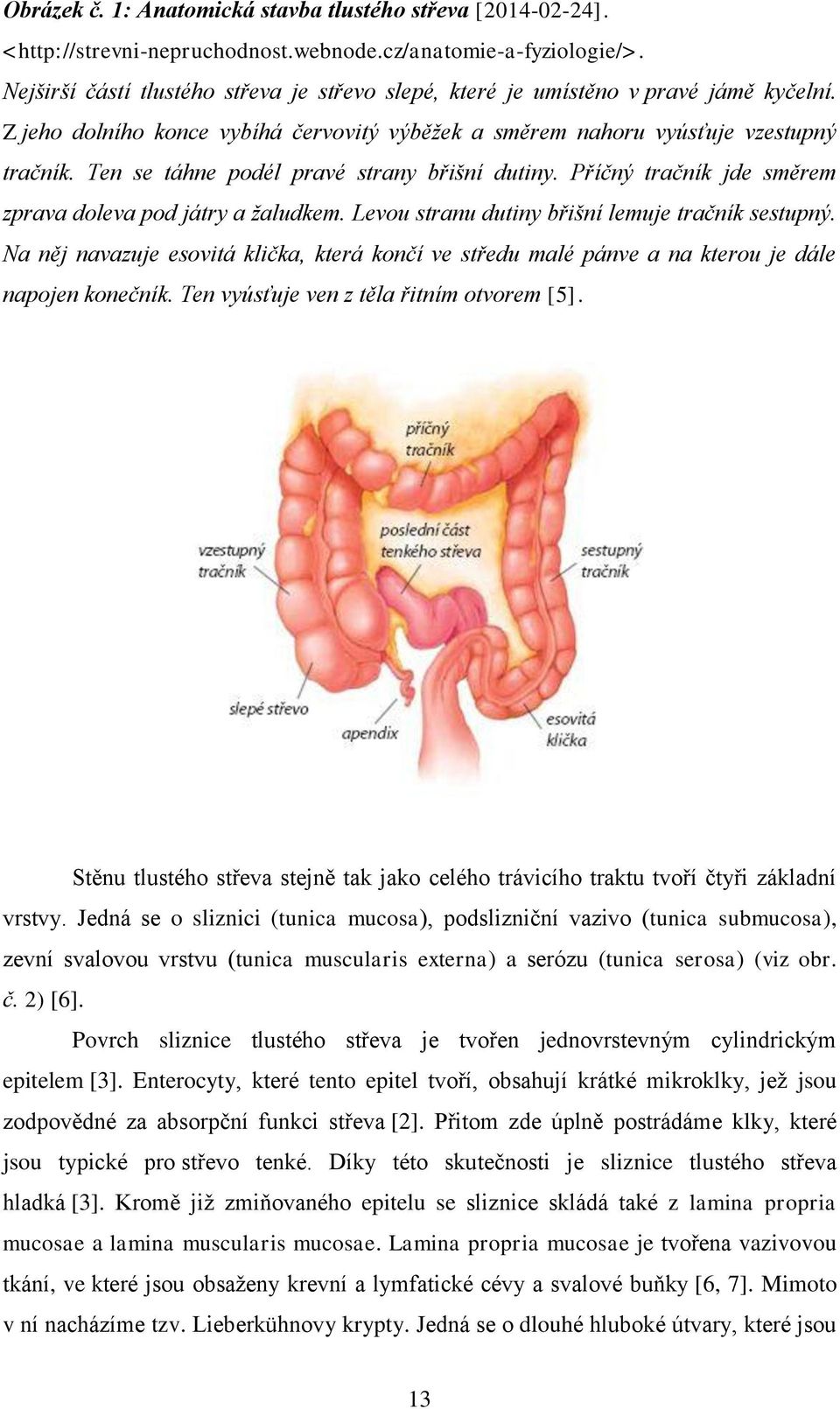 Ten se táhne podél pravé strany břišní dutiny. Příčný tračník jde směrem zprava doleva pod játry a žaludkem. Levou stranu dutiny břišní lemuje tračník sestupný.