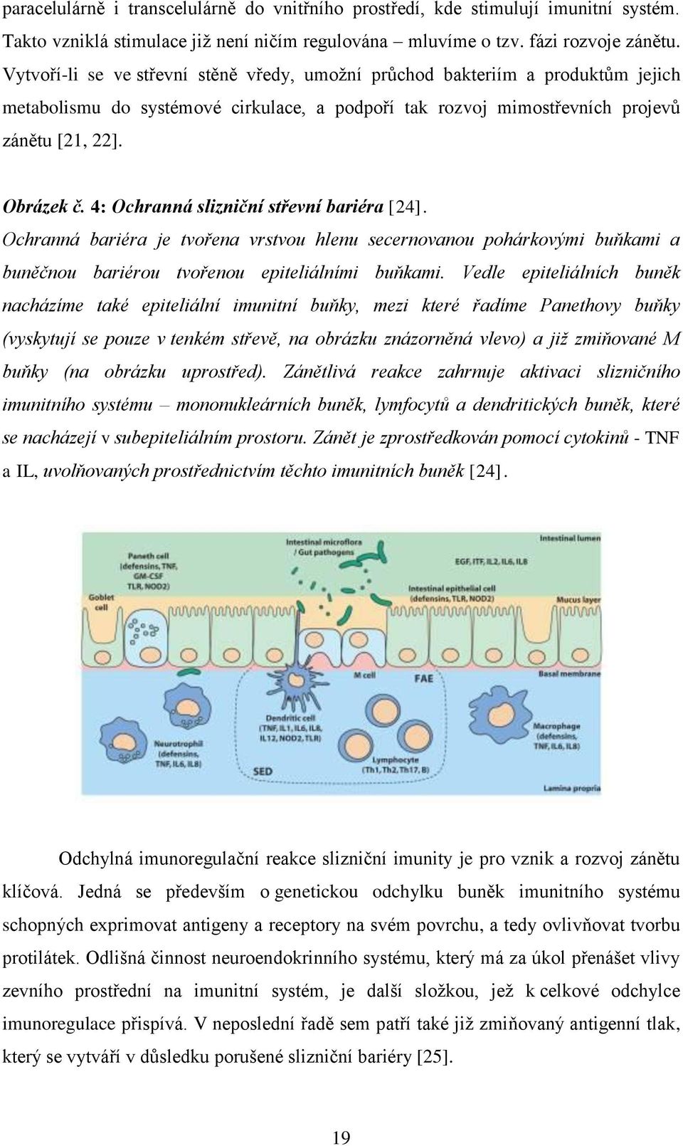 4: Ochranná slizniční střevní bariéra [24]. Ochranná bariéra je tvořena vrstvou hlenu secernovanou pohárkovými buňkami a buněčnou bariérou tvořenou epiteliálními buňkami.
