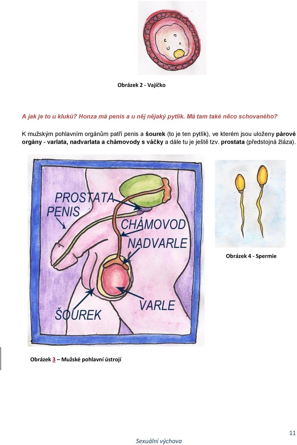 K mužským pohlavním orgánům patří penis a šourek (to je ten pytlík), ve kterém jsou uloženy