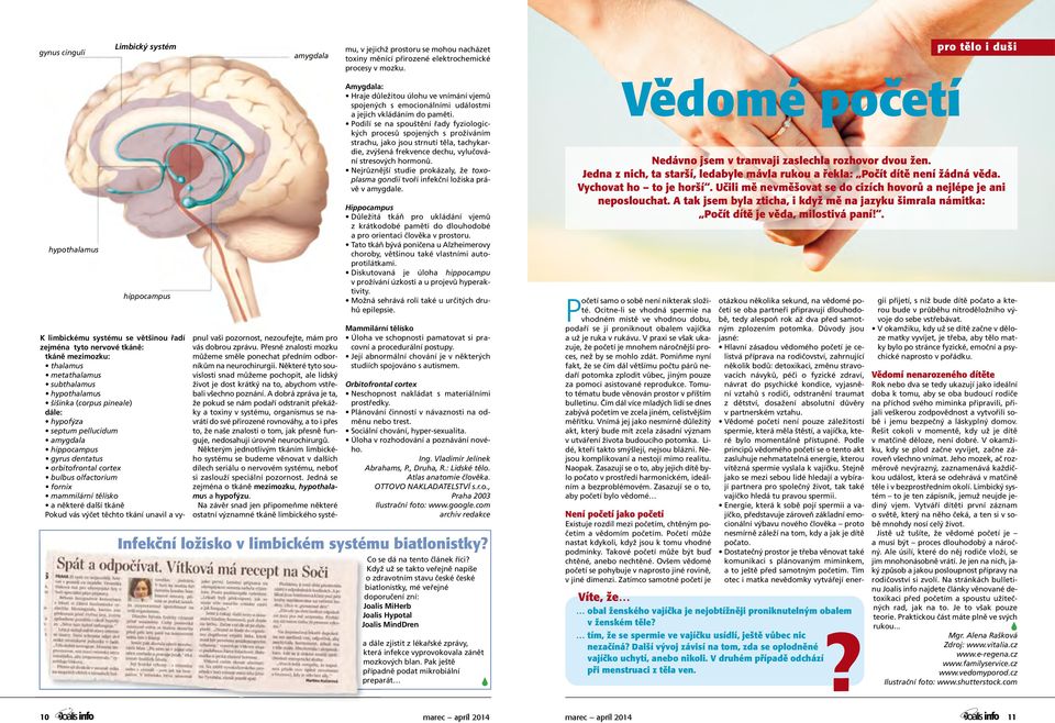 než budete v tom K limbickému systému většinou řadí zejmé tyto nervové tkáně: tkáně mezimozku: thalamus Limbický systém hippocampus pnul vaši pozornost, nezoufejte, mám pro vás dobrou zprávu.
