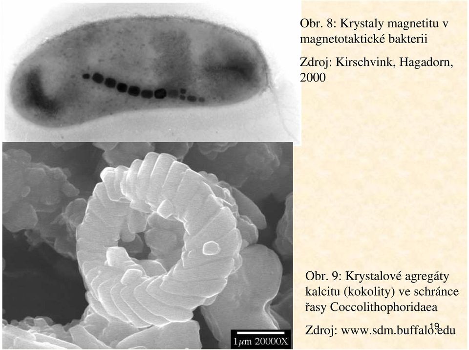 9: Krystalové agregáty kalcitu (kokolity) ve