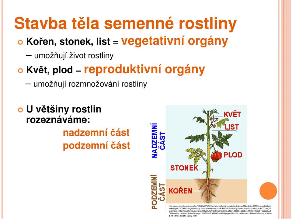 q=%c4%8d%c3%a1sti+rostliny&hl=cs&gbv=2&biw=1024&bih=536&tbm=isch&tbnid =zks3ayrhz3qdkm:&imgrefurl=http://skolakov3a.sweb.cz/prvouka/rostliny2/stonky.