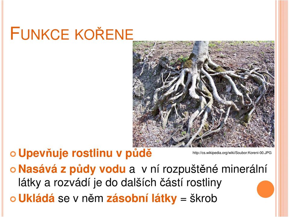 jpg Nasává z půdy vodu a v ní rozpuštěné minerální