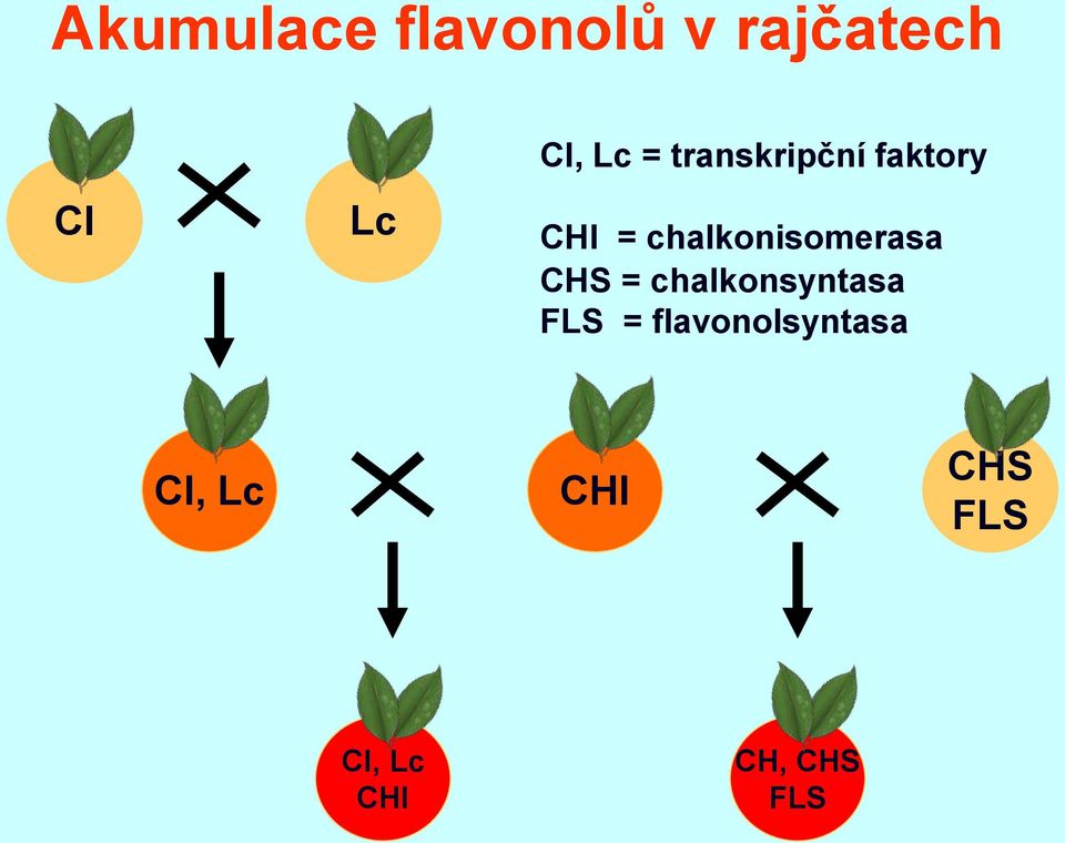 chalkonisomerasa CHS = chalkonsyntasa FLS =