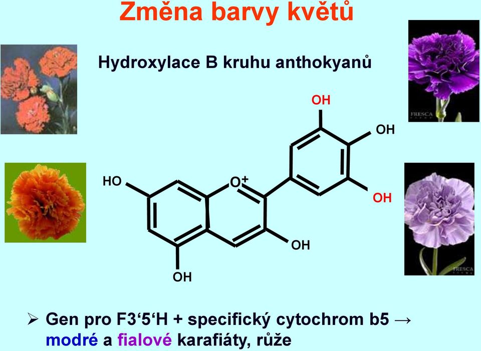 hydroxyláza + - hydroxyláza specifický cytochrom cihlově (F3 5