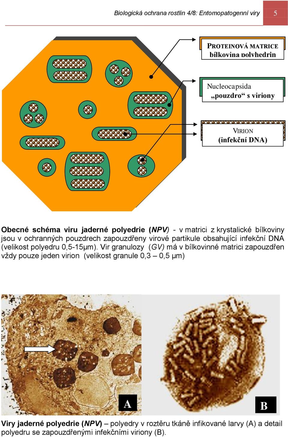 obsahující infekční DNA (velikost polyedru 0,5-15μm).