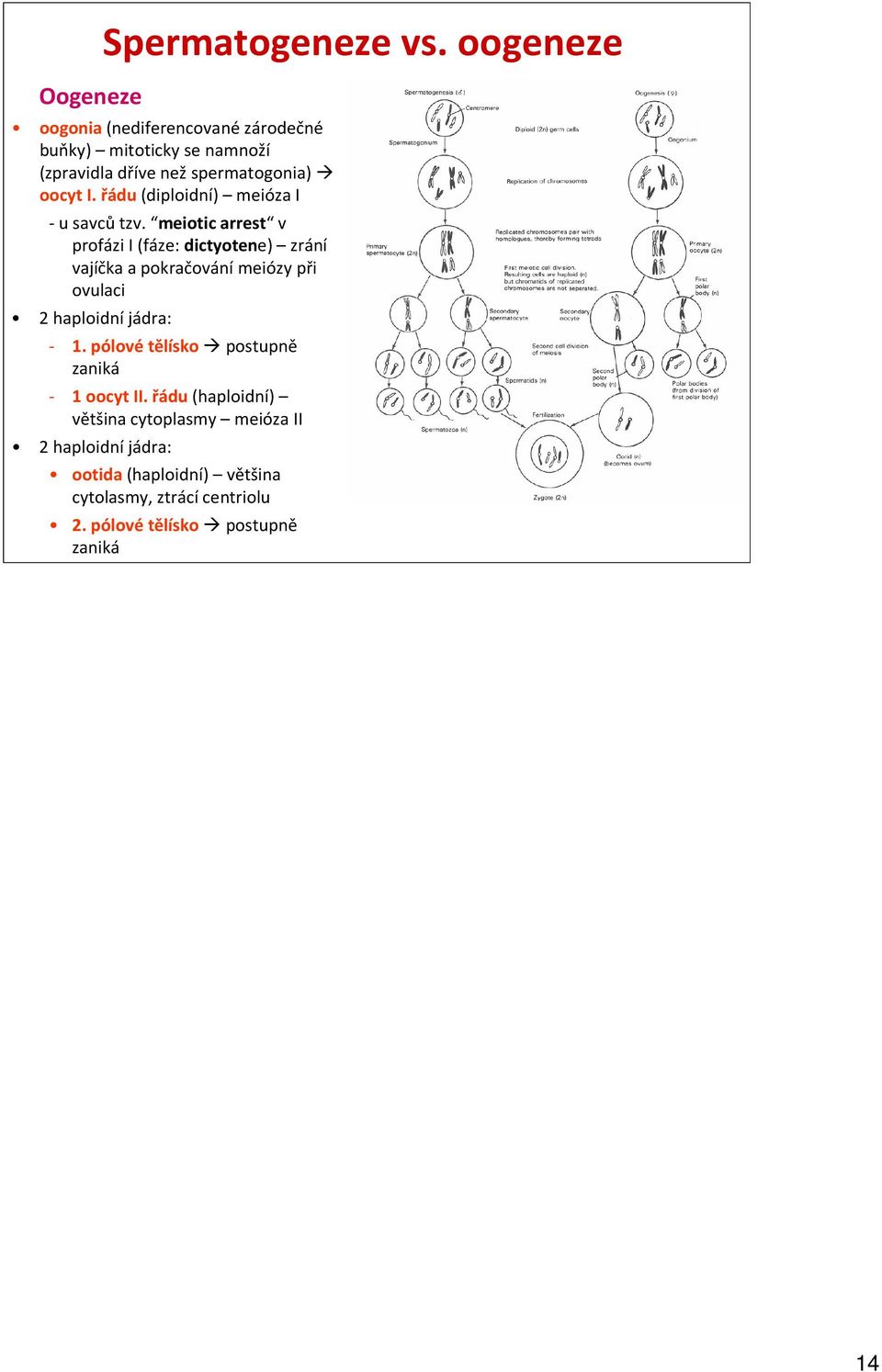 řádu(diploidní) meiózai -u savcůtzv.