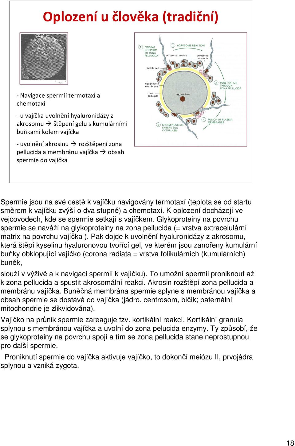 K oplození docházejí ve vejcovodech, kde se spermie setkají s vajíčkem.