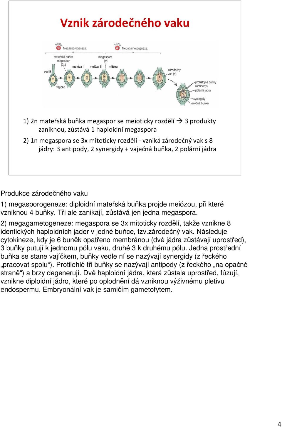 Tři ale zanikají, zůstává jen jedna megaspora. 2) megagametogeneze: megaspora se 3x mitoticky rozdělí, takže vznikne 8 identických haploidních jader v jedné buňce, tzv.zárodečný vak.