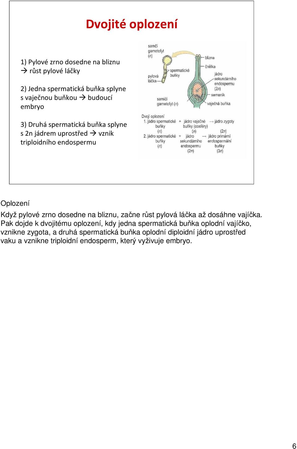 bliznu, začne růst pylová láčka až dosáhne vajíčka.