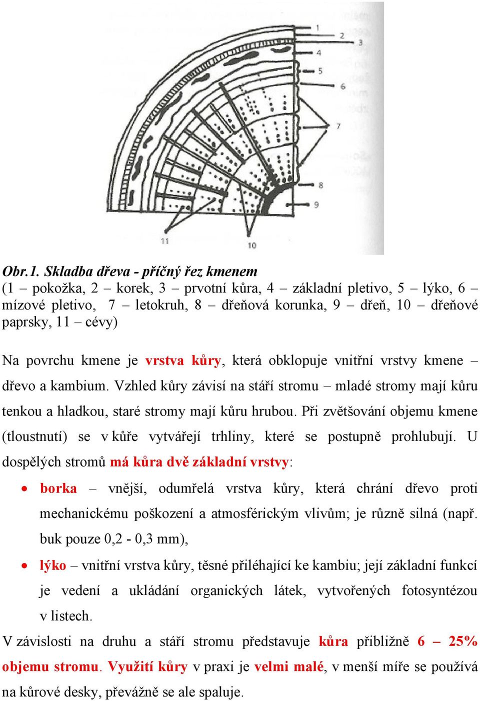 kmene je vrstva kůry, která obklopuje vnitřní vrstvy kmene dřevo a kambium. Vzhled kůry závisí na stáří stromu mladé stromy mají kůru tenkou a hladkou, staré stromy mají kůru hrubou.