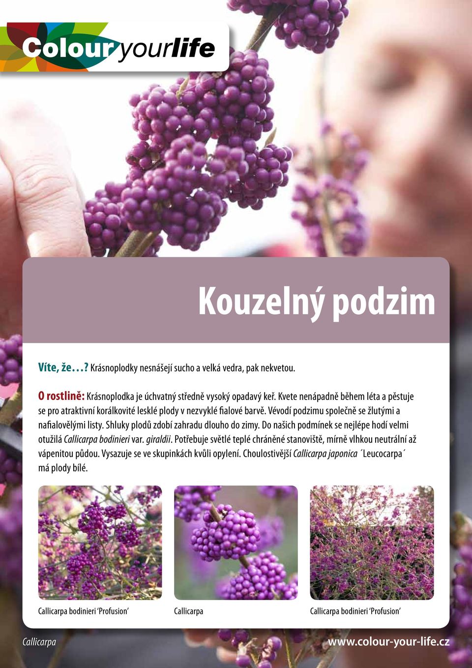 Shluky plodů zdobí zahradu dlouho do zimy. Do našich podmínek se nejlépe hodí velmi otužilá Callicarpa bodinieri var. giraldii.