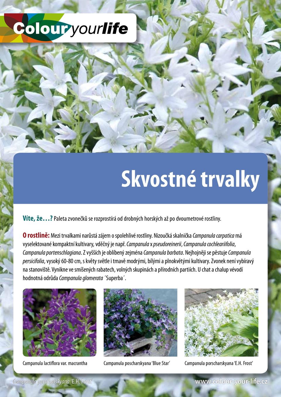 Z vyšších je oblíbený zejména Campanula barbata. Nejhojněji se pěstuje Campanula persicifolia, vysoký 60-80 cm, s květy světle i tmavě modrými, bílými a plnokvětými kultivary.