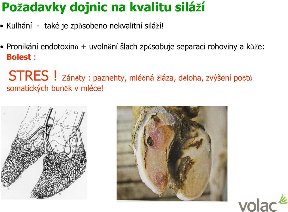 Pronikání endotoxinů + uvolnění šlach způsobuje separaci