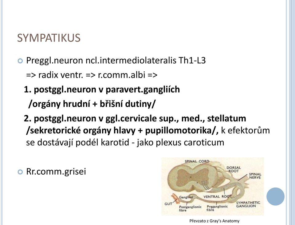 cervicale sup., med.