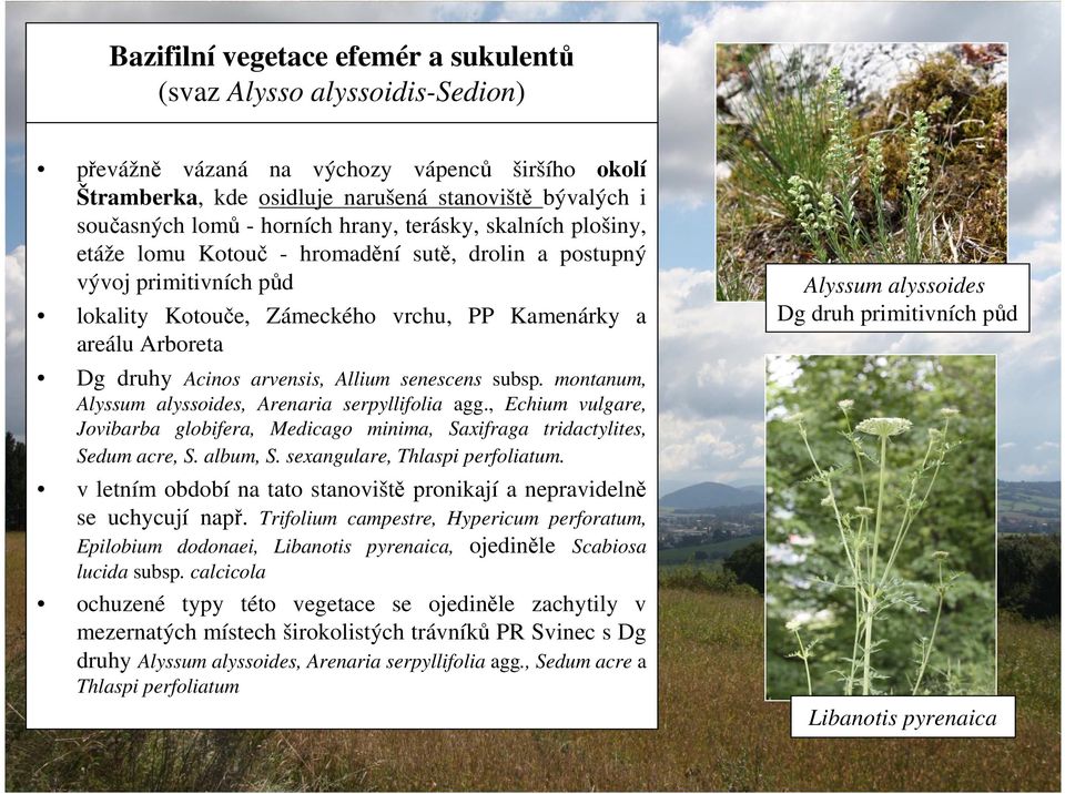 Acinos arvensis, Allium senescens subsp. montanum, Alyssum alyssoides Dg druh primitivních půd Alyssum alyssoides, Arenaria serpyllifolia agg.