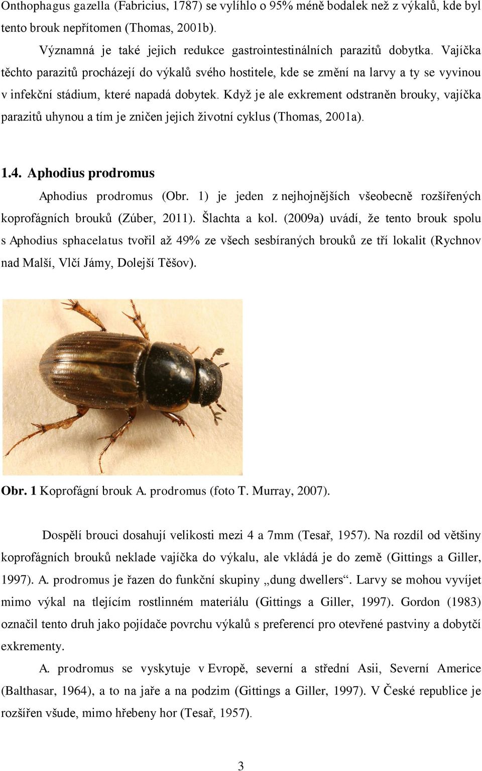 Kdyţ je ale exkrement odstraněn brouky, vajíčka parazitů uhynou a tím je zničen jejich ţivotní cyklus (Thomas, 2001a). 1.4. Aphodius prodromus Aphodius prodromus (Obr.