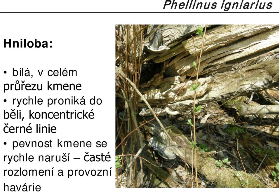 koncentrické černé linie pevnost kmene se