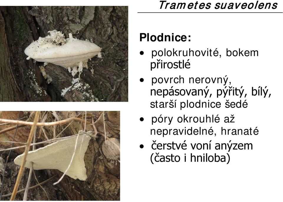 pýřitý, bílý, starší plodnice šedé póry okrouhlé