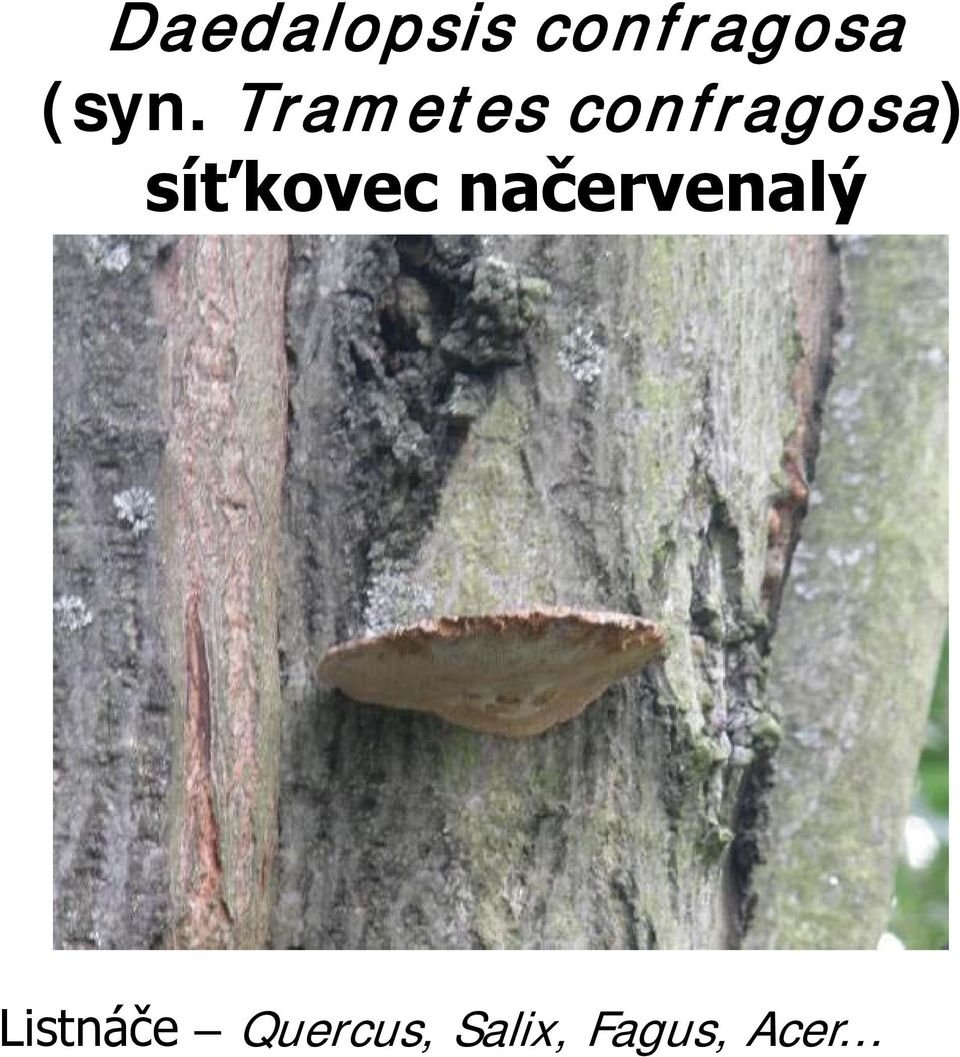 síťkovec načervenalý