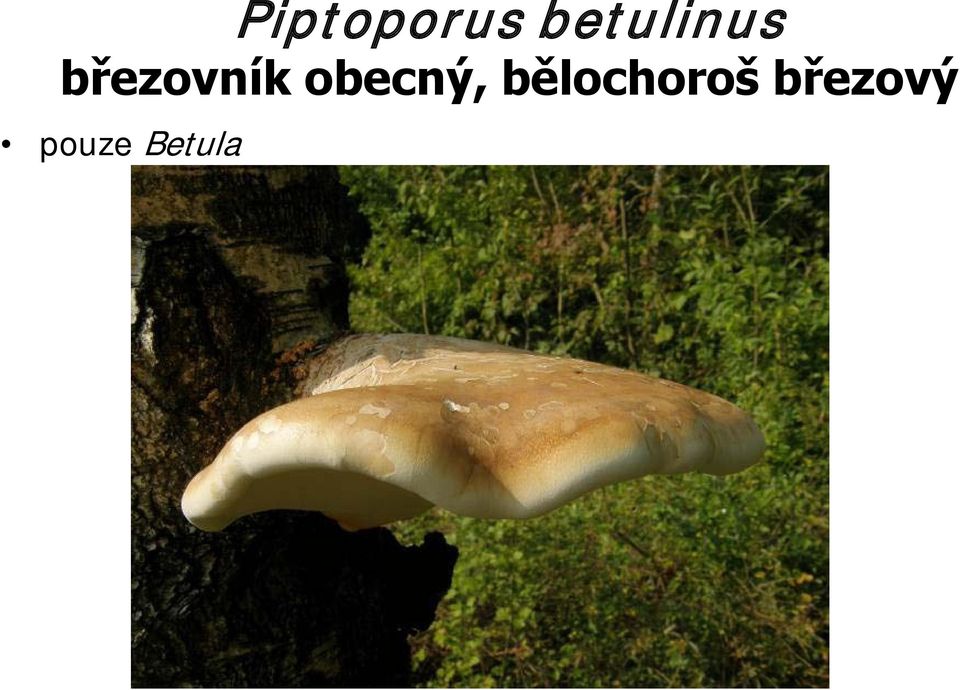 březovník obecný,