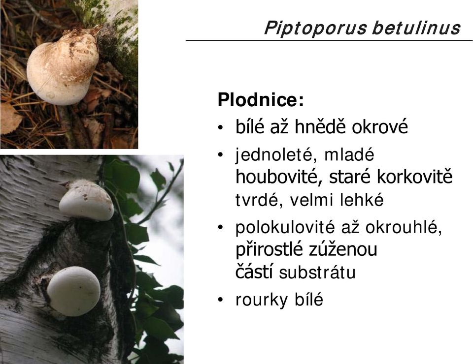 korkovitě tvrdé, velmi lehké polokulovité až