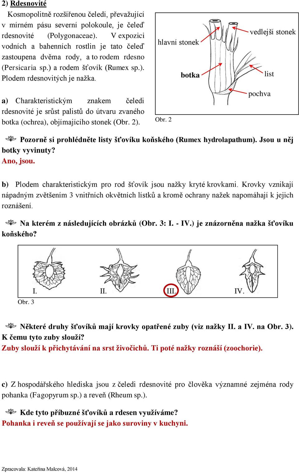 a) Charakteristickým znakem čeledi rdesnovité je srůst palistů do útvaru zvaného botka (ochrea), objímajícího stonek (Obr. 2). hlavní stonek Obr.