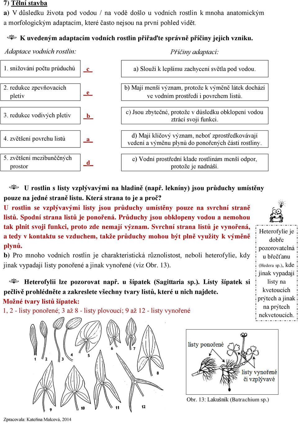 2. redukce zpevňovacích pletiv _e_ b) Mají menší význam, protože k výměně látek dochází ve vodním prostředí i povrchem listů. 3. redukce vodivých pletiv _b_ 4.