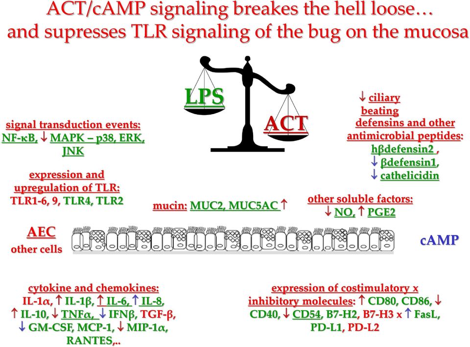 antimicrobial peptides: hβdefensin2, βdefensin1, cathelicidin other soluble factors: NO, PGE2 camp cytokine and chemokines: IL-1α, IL-1β, IL-6, IL-8,
