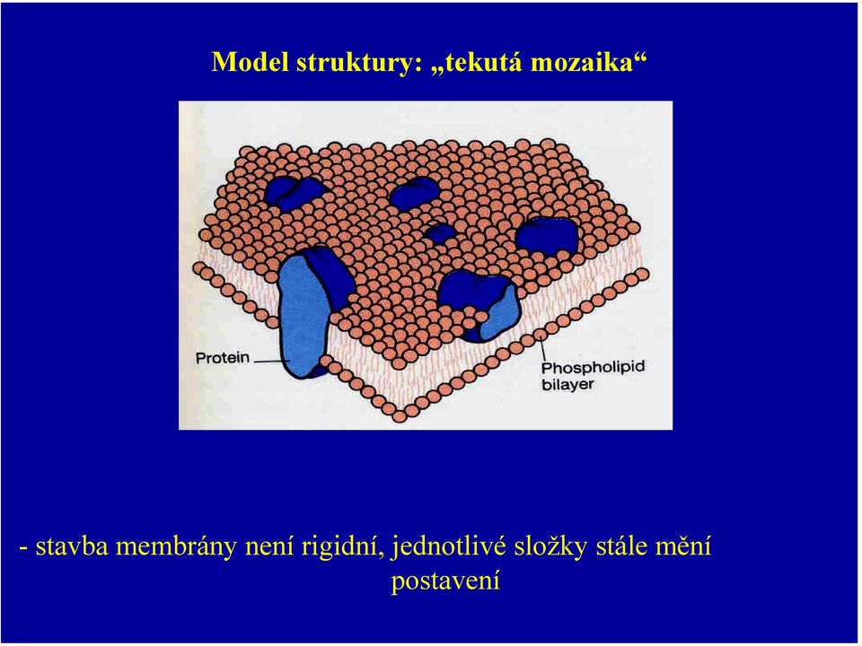 není rigidní, jednotlivé