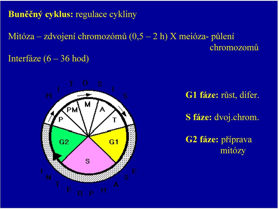 chromozomů Interfáze (6 36 hod) G1 fáze: růst,