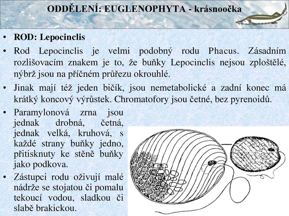 Jinak mají též jeden bičík, jsou nemetabolické a zadní konec má krátký koncový výrůstek. Chromatofory jsou četné, bez pyrenoidů.