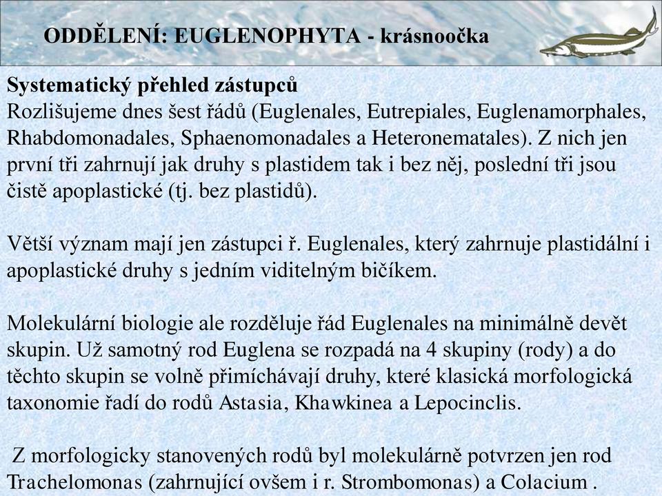 Z nich jen první tři zahrnují jak druhy s plastidem tak i bez něj, poslední tři jsou čistě apoplastické (tj. bez plastidů). Větší význam mají jen zástupci ř.