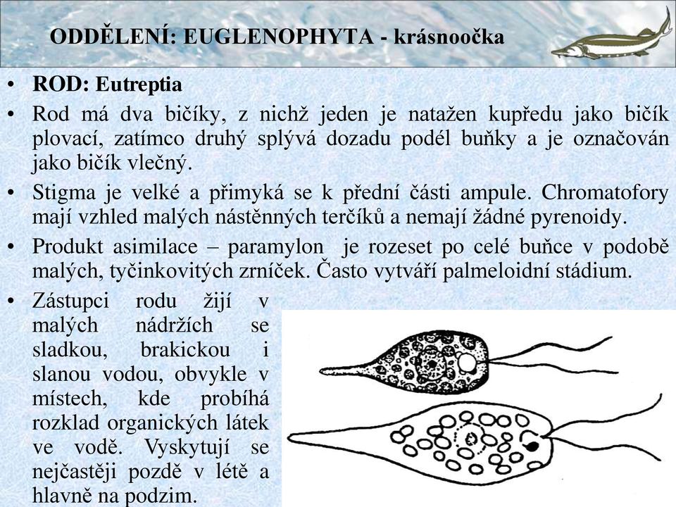 Produkt asimilace paramylon je rozeset po celé buňce v podobě malých, tyčinkovitých zrníček. Často vytváří palmeloidní stádium.