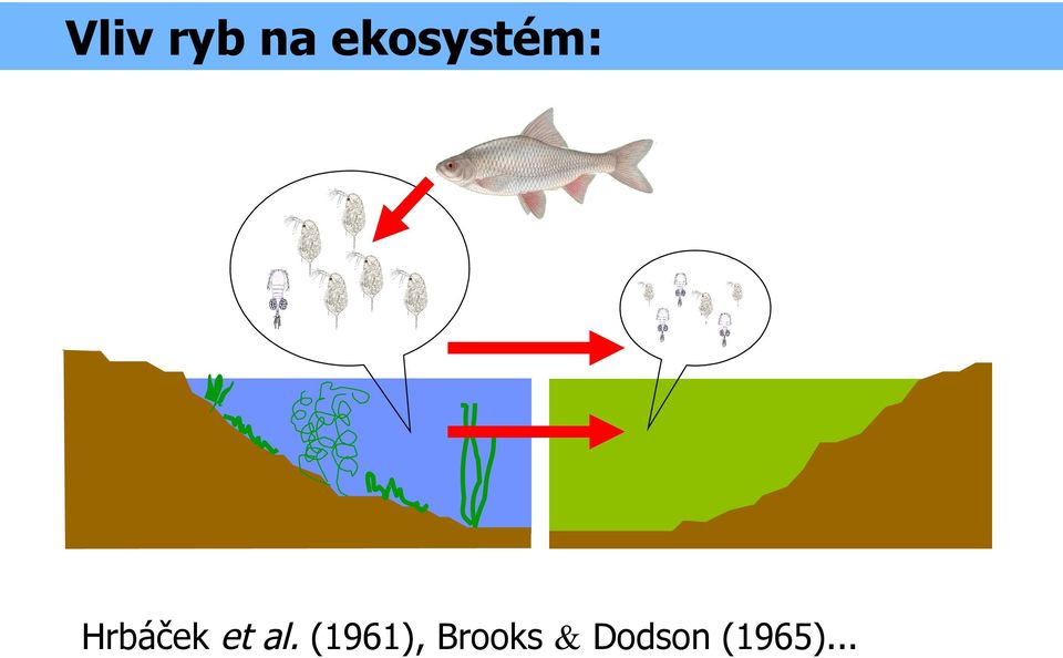 Hrbáček et al.