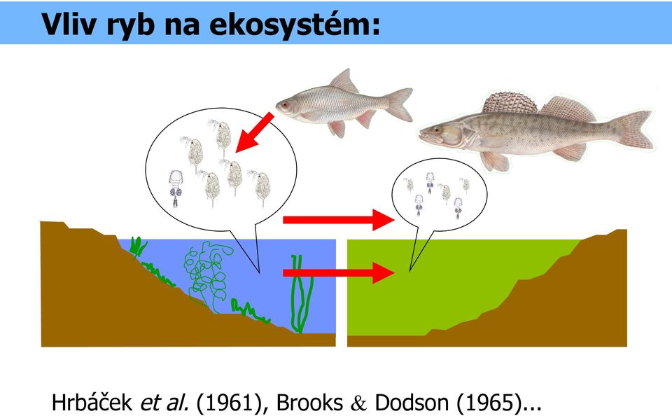 Hrbáček et al.