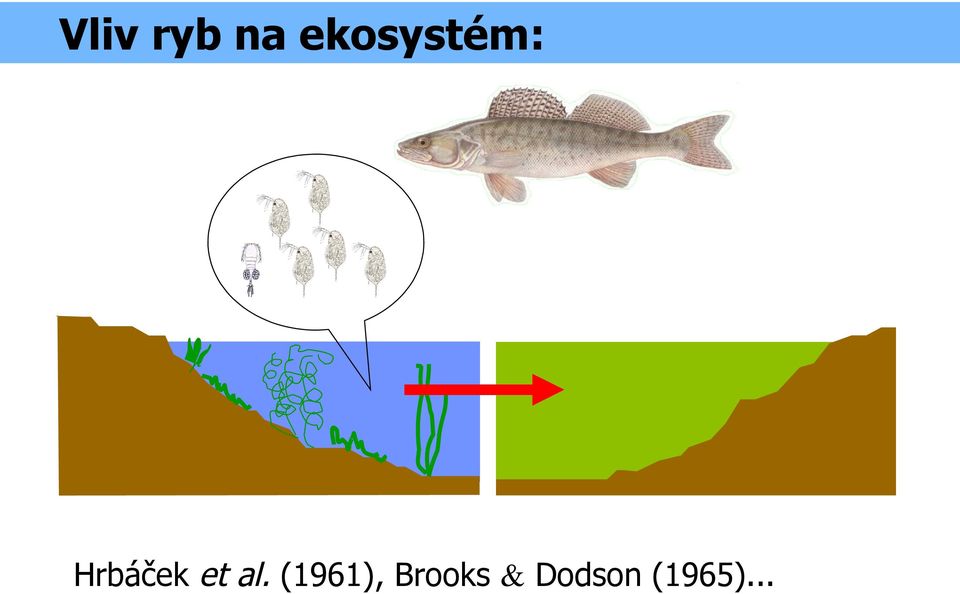 Hrbáček et al.