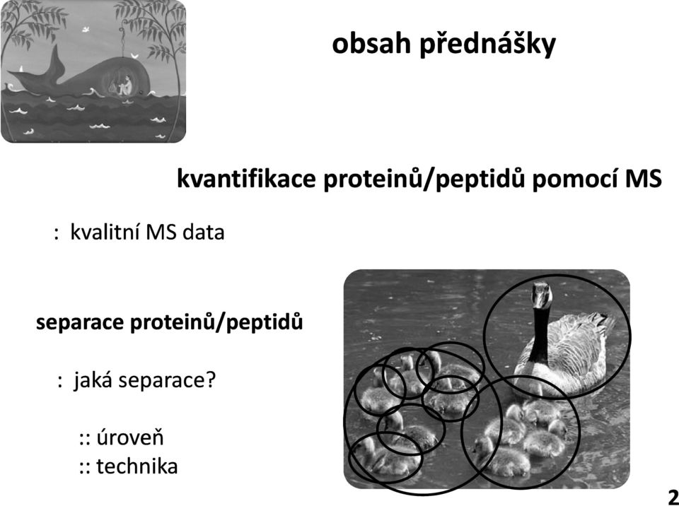 MS separace proteinů/peptidů idů :