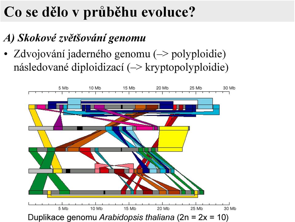 genomu ( > polyploidie) následované diploidizací (