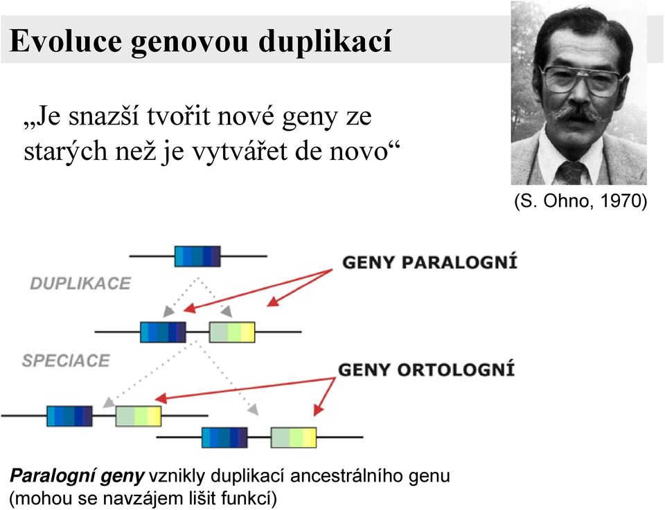 (S. Ohno, 1970) Paralogní geny vznikly